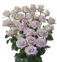 Роза кустовая Lavender Queen дл.70 10шт