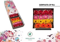 Гербера Gerpasta Mix 45шт