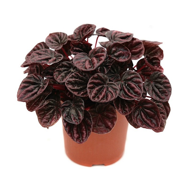 Пеперомия Каперата d6 h15 14шт