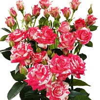 Роза Файерворкс кустовая (МЦ) дл.70 10  шт/уп