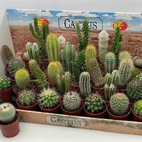 Кактус Шоубокс микс d6 h10 35шт