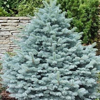 Ель (Picea) колючая Глаука Маджестик Блю d9 h15-25 18шт