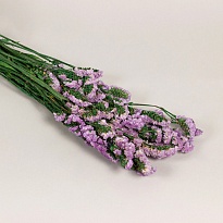 Статица сухоцвет, h60-70см, 3-5шт, светло-сиреневый
