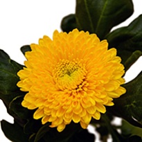 Хризантема одноголовая Migoli 10шт