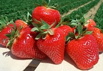 Земляника Джоли (кассета 6шт) 1шт