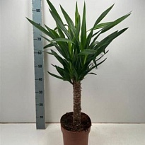 Юкка d21 h125 1шт