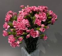 Гвоздика куст. Перл Паудер (К) дл.60 20шт