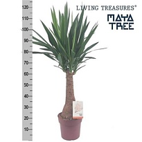 Юкка Майя Стэм d23 h130 1шт