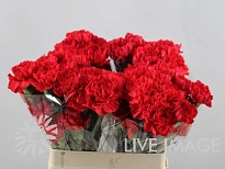 Гвоздика Red Soho 20шт
