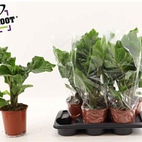 Алоказия Лоу Райдер d17 h55 6шт