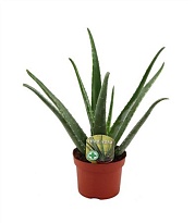 Алоэ Вера (потковер) d12 h40 6шт