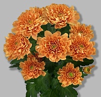 Хризантема одноголовая Kalimba Orange 10шт