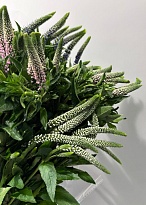 Вероника (К) дл.60 1уп