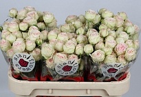 Роза кустовая Sweet Gelato дл.70 10шт