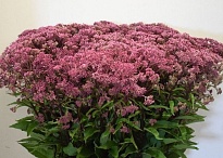 Эупаториум Purpureum 10шт