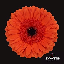 Гербера Capella 25шт