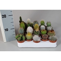 Кактус микс Люкс d6 h10 20шт