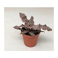 Криптантус Зонатус d9 h15 12шт