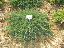 Можжевельник (Juniperus) казацкий Рокери Джем 2л h20-25 1шт