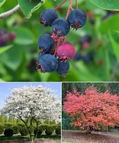 Ирга Ламарка/Цв.Кор