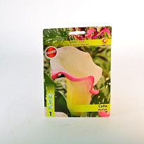 Калла Парфаит 12/14 1шт*