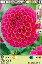 Георгина Сандра шар. 1шт*