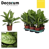 Аглаонема Страйпс d17 h75 6шт