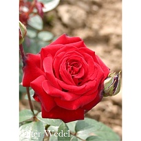 Роза Imperial Rose (B.Topalovic) Дитер Ведель ч-г Цв.Кор.