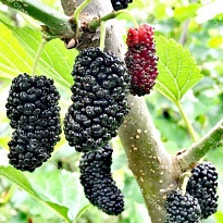 Шелковица черная Нигра/Цв.кор 1шт