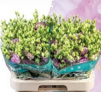 Эустома Do Julius Grape 10шт