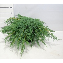 Можжевельник (Juniperus) чешуйчатый Блю Карпет d32 h50 1шт