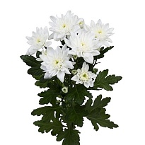 Хризантема кустовая Pina Colada дл.60 5шт