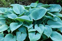 Хоста Гибридная Fragrant Blue d16 1шт
