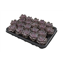 Эхеверия Пёрл Фон Нурнберг d6 h10 20шт