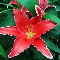 Лилия or. Indiana 10 дл.65 10шт