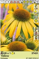 Эхинацея Желтая 1шт*