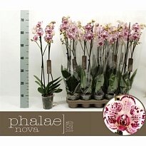 Орхидея Фален. Мондриан 2 ст d12 h70 10шт