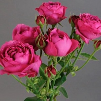 Роза Rich Bubbles кустовая (Ц) дл.60 10шт/уп