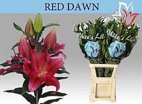 Лилия Or. Red Dawn 6+ 10шт