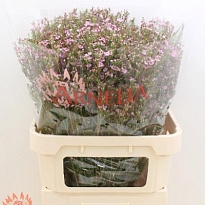 Хамелациум (waxfl) Kerryn 5шт