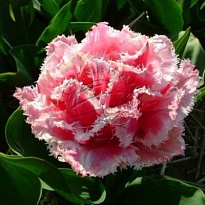 Тюльпан Do Queensland 50шт