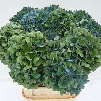 Гортензия Pimpernel Classic дл.80 d24-25 1шт