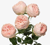 Роза куст. Flora Ola Mansfield Park дл.50 10шт