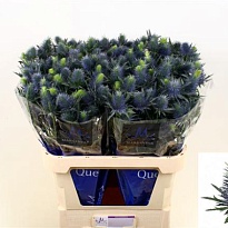 Эрингиум Supernova Questar 10шт