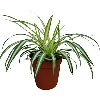 Хлорофитум Комосум Вариегата d9 h15 18шт