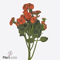 Каланхое Brilliant Orange Meadow 10шт