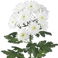 Хризантема кустовая Pina Colada (Ц) 5шт 