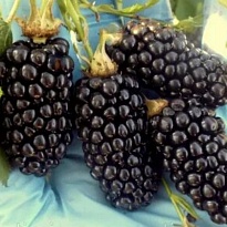 Ежевика Натчез/Цв.Кор