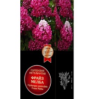 Гортензия мет. Фрайз Мелба/Цв.Кор