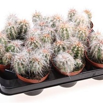 Кактус Ореоцереус Фосулатус d10 h15 9шт